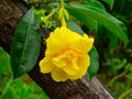 Yellow allamanda flowers Royalty Free Stock Photo