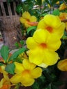 Yellow allamanda flowers. Royalty Free Stock Photo
