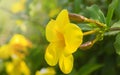 Yellow allamanda flowers. Royalty Free Stock Photo