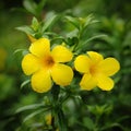 Yellow allamanda flowers Royalty Free Stock Photo