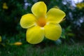 The yellow allamanda flowers in garden the evening