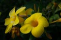 The yellow allamanda flowers with the soft sunshine in evening time Royalty Free Stock Photo