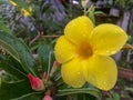 Yellow allamanda flowers on the tree. Royalty Free Stock Photo