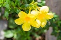 Yellow Allamanda flowers. Royalty Free Stock Photo