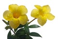 Yellow allamanda or golden trumpet