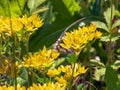 The yellow Allium moly blooms in the garden in June. Allium moly L, also known as yellow garlic, golden garlic and lily leek, Is a Royalty Free Stock Photo