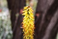 Yellow Aloe Vera bloom in Arizona`s Sonoran desert. Bee gathering pollen. Royalty Free Stock Photo