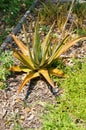 Yellow aloe vera in florida Royalty Free Stock Photo