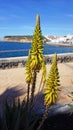 Yellow aloe vera flowers on a coastline background in La Caleta, Costa Adeje, Tenerife, Canary Islands, Spain Royalty Free Stock Photo