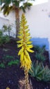 Yellow aloe vera flowers isolated close-up Royalty Free Stock Photo