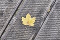 Yellow alone maple leaf on striped gray wooden textured outdoor bench. Autumn composition. Royalty Free Stock Photo