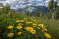 Yellow alpine flowers on the green meadow Royalty Free Stock Photo