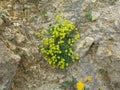 Yellow alpine flowers growing on rock wall summer season nature