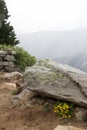 Yellow alpine flowers sheltered under a rock