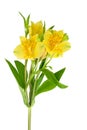 Yellow alstroemeria flower on white background isolated close up, three lily flowers on one branch with green leaves Royalty Free Stock Photo