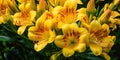 Yellow alstroemeria flowers in the summer garden