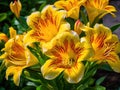 Yellow alstroemeria flowers in the summer garden