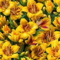 Yellow alstroemeria flowers in the summer garden