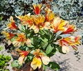 Yellow Alstroemeria Peruvian Lily Royalty Free Stock Photo