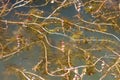 Alternate water-milfoil plants in the lake