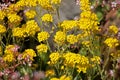 Summer flowers; Bright golden yellow Alyssum flowers, Aurinia saxatilis, basket-of-gold, golden tuft or madwort blooming in summer