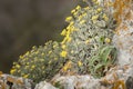 A yellow alyssum on the island of Cres Royalty Free Stock Photo