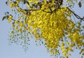 Yellow Amaltass flowers Royalty Free Stock Photo