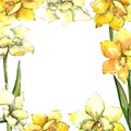 Yellow amaryllis. Floral botanical flower. Frame border ornament square.