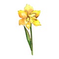 Yellow amaryllis. Floral botanical flower. Wild spring leaf wildflower isolated.