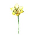 Yellow amaryllis. Floral botanical flower. Wild spring leaf wildflower isolated.