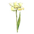 Yellow amaryllis. Floral botanical flower. Wild spring leaf wildflower isolated.