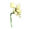 Yellow amaryllis. Floral botanical flower. Wild spring leaf wildflower isolated.