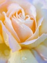 Beautiful amber yellow single rose with water drops. Petals close-up Royalty Free Stock Photo