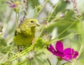 Yellow American Goldfinch eating Flower Seed