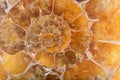 Yellow ammonite spiral closeup Royalty Free Stock Photo