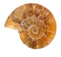 Yellow ammonite spiral isolated on white Royalty Free Stock Photo