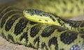 Yellow Anaconda 1 Royalty Free Stock Photo