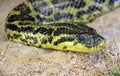 Yellow Anaconda 2 Royalty Free Stock Photo