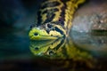 Yellow anaconda Royalty Free Stock Photo