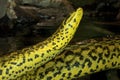 YELLOW ANACONDA eunectes notaeus Royalty Free Stock Photo