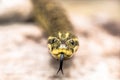 The yellow anaconda Eunectes notaeus, also known as the Paraguayan anaconda[1] is a boa species endemic to southern South Royalty Free Stock Photo