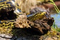 The yellow anaconda (Eunectes notaeus), also known as the Paraguayan anaconda. Royalty Free Stock Photo