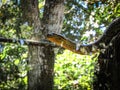 Yellow Anaconda Eunectes notaeus Climbing a Tree Royalty Free Stock Photo