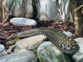 Yellow anaconda Eunectes notaeus, Paraguayan anaconda, Die Gelbe Anakonda, Paraguay-Anakonda or SÃÂ¼dliche Anakonda - Zoo ZÃÂ¼rich Royalty Free Stock Photo