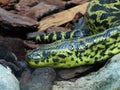 Yellow anaconda Eunectes notaeus, Paraguayan anaconda, Die Gelbe Anakonda, Paraguay-Anakonda or SÃÂ¼dliche Anakonda - Zoo ZÃÂ¼rich Royalty Free Stock Photo