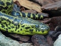 Yellow anaconda Eunectes notaeus, Paraguayan anaconda, Die Gelbe Anakonda, Paraguay-Anakonda or SÃÂ¼dliche Anakonda - Zoo ZÃÂ¼rich Royalty Free Stock Photo