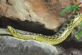 Yellow Anaconda [ Eunectes notaeus ] on the rock. Royalty Free Stock Photo