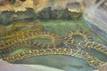 Yellow anaconda, or Eunectes notaeus Royalty Free Stock Photo