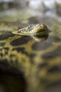Yellow anaconda resting in the water Royalty Free Stock Photo