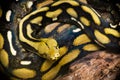 of a yellow anaconda snake Royalty Free Stock Photo